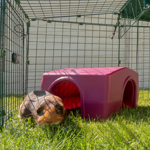 Cochon d'inde à l'extérieur d'un abri dans un parcours pour animaux