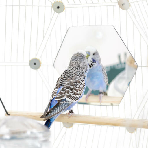 Une perruche regardant un miroir tout en étant assise sur un poteau à l'intérieur de la cage à oiseaux Geo 