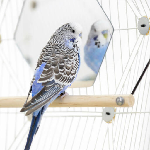 Une perruche assise sur un perchoir dans une cage à oiseaux Omlet regardant dans le miroir.