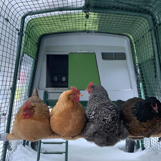 Omlet perche de poulet