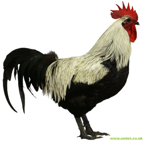 Grand coq gris norfolk