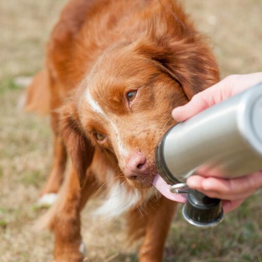 Chien léchant l'eau de ses longues pattes bouteille d'eau pour chien