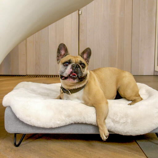 Chien assis sur Topology lit pour chien avec surmatelas en peau de mouton et pieds en épingle à cheveux noirs