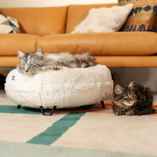 Chats se reposant sur le Luxurious soft donut cat bed in Snowball white colour with metal black hairpin designer feet