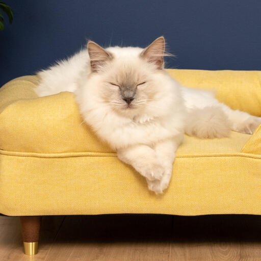 Mignon chat blanc en peluche assis sur un lit à traversin en mousse à mémoire de forme jaune moelleux avec pieds en laiton