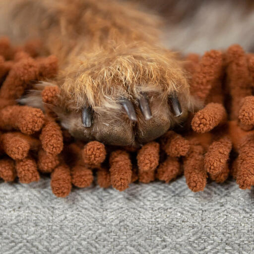 Close up of dog paw on Omlet Topology dog bed with microfiber topper