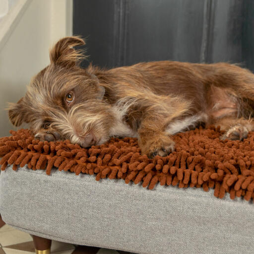Chien couché sur Omlet Topology lit pour chien avec surmatelas en microfibre avec pieds en bois et bouchon en laiton