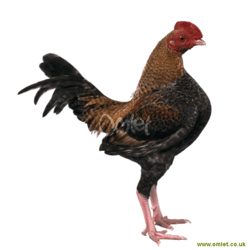 Le coq sale en anglais