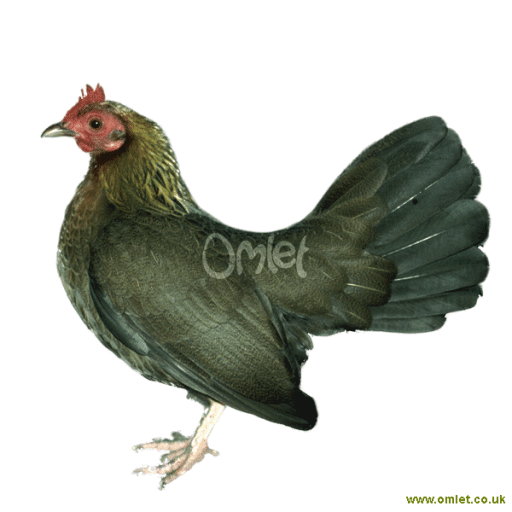 Le coq en anglais online