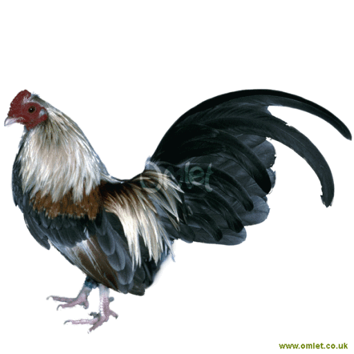Le coq en anglais hot sale