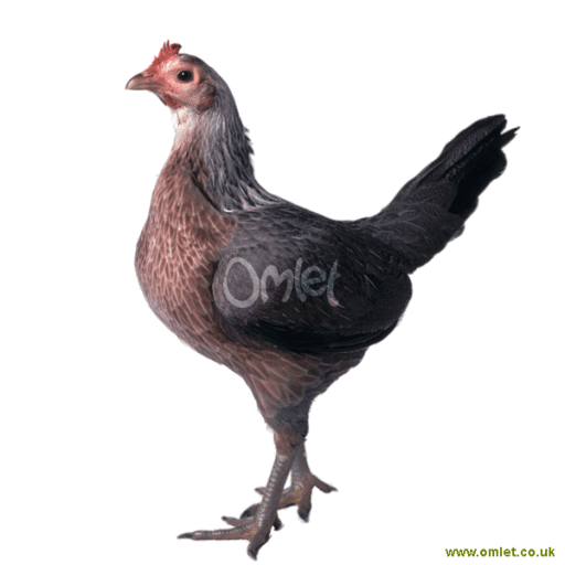 Old english game  duck wing female 
