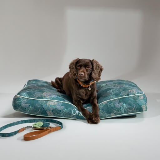 Un chien couché sur le sentier de la nature coussin pour chien avec accessoires