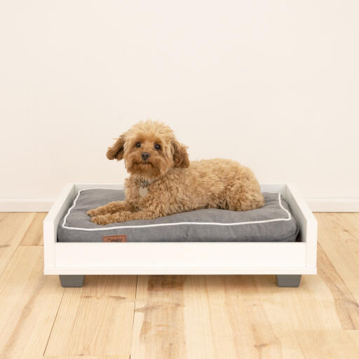 Un petit chien brun pelucheux couché sur un canapé-lit gris et blanc Omlet 