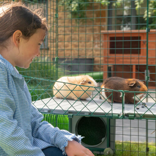 Les enfants adoreront pouvoir s'amuser avec leurs cochons d'Inde sans avoir à se baisser.