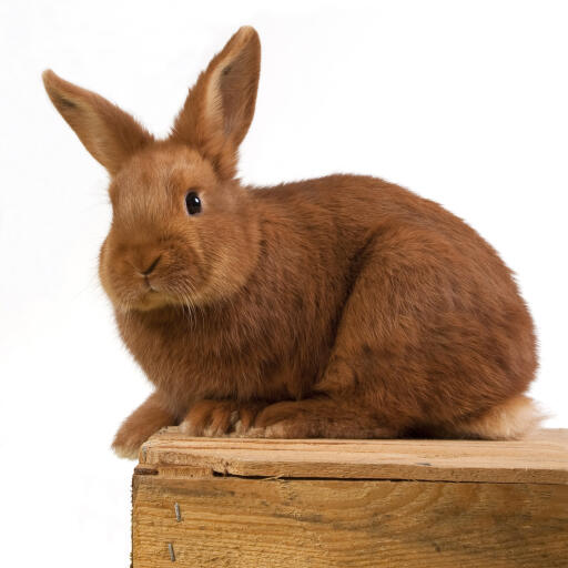 La belle fourrure rouge épaisse d'un lapin thrianta