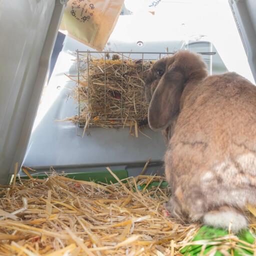 Un lapin mangeant dans le râtelier à foin à l'arrière d'un clapier Eglu Go .