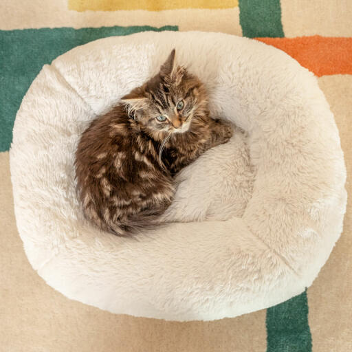 George le chaton pèse un peu plus de 1 kg et il adore se reposer dans le lit Maya Donut.