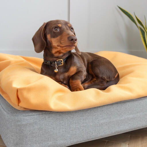 Winston le Teckel adore son lit Topology de taille Small avec surmatelas pouf.