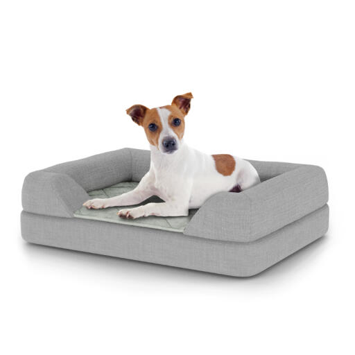Chien assis sur un petit lit pour chien Topology avec traversin