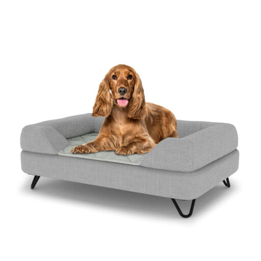 Chien assis sur un lit pour chien de taille moyenne Topology avec traversin gris et pieds en épingle à cheveux en métal noir