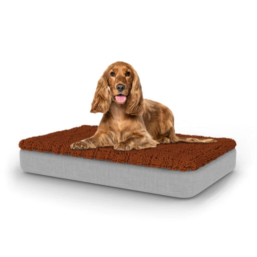 Chien assis sur un lit pour chien de taille moyenne Topology avec surmatelas en microfibre