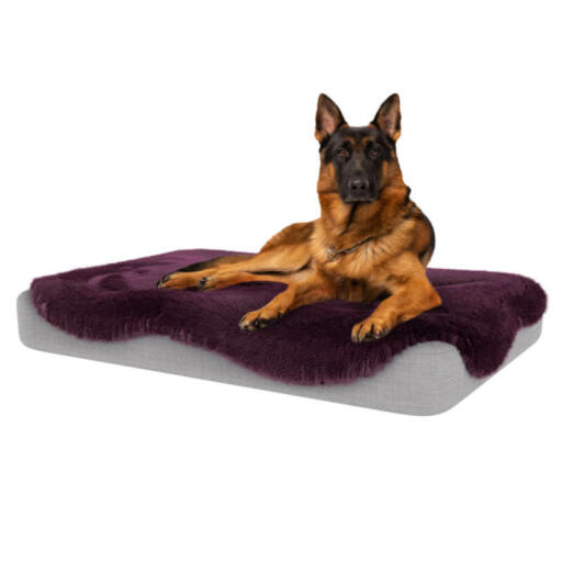 Chien assis sur un grand lit pour chien Topology avec une couverture en peau de mouton violette de damson