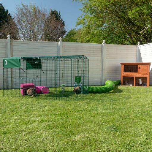 Lapins dans Omlet Zippi parc à lapins avec Omlet Zippi tunnel relié au clapier en bois