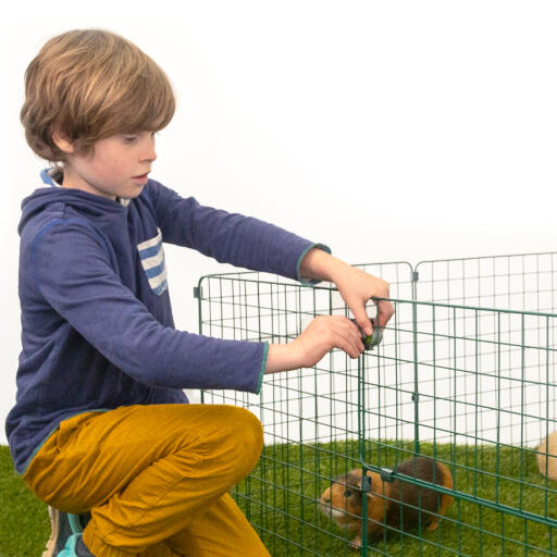 Un jeune garçon mettant un cadenas Zippi sur un cochon d'inde Zippi run