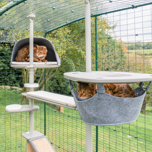 Chats jouant dans le Omlet système d'arbre à chat extérieur dans le Omlet catio