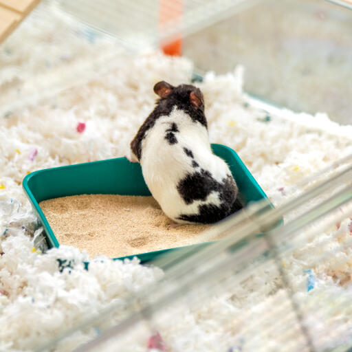 Hamster dans un bain de sable à l'intérieur de la grande cage à hamster Omlet 