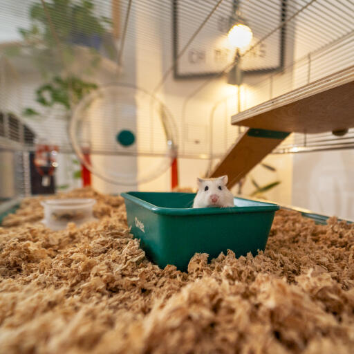 Hamster assis dans un bain de sable