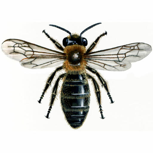 Exploitation minière communale - andrena carantonica