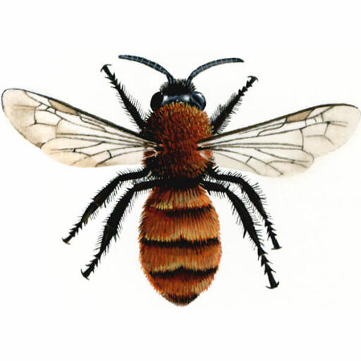 Mine fauve - femelle - andrena fulva