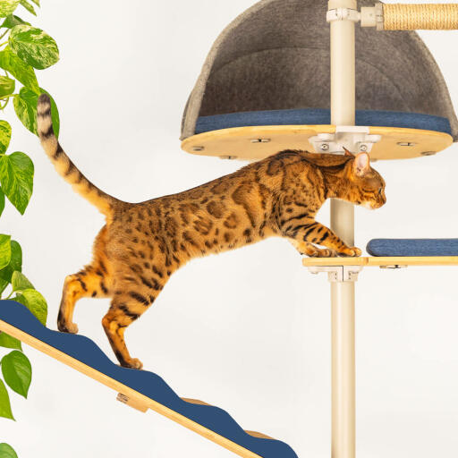 Un chat qui grimpe entre les plateformes d'un arbre à chat.