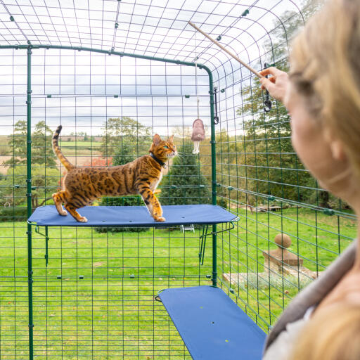 Chat grimpant sur une étagère bleue pour chat d'extérieur dans un catio d'extérieur avec trous de drainage visibles