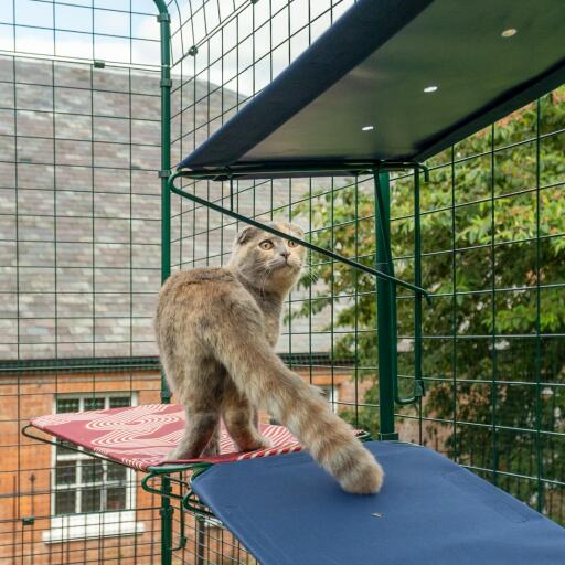 Chat debout sur une étagère bleue pour chat d'extérieur dans un catio d'extérieur avec trous de drainage visibles