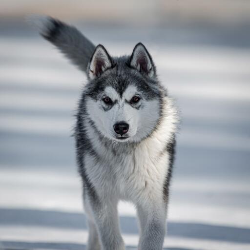 Chien eskimo canadien trottant à travers le Snow