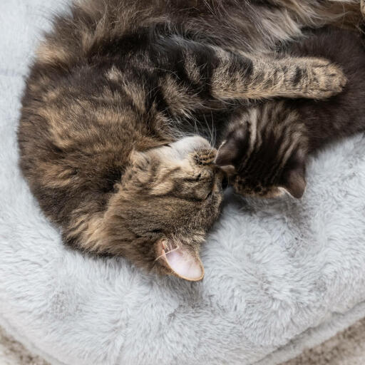 chat avec son chaton qui se détend sur un panier pour chat maya donut de luxe ultra doux