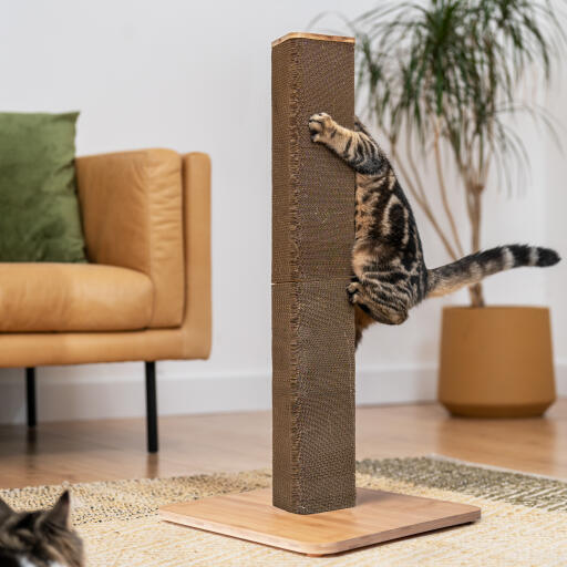 Chat tabby grimpant haut Stak scratcher