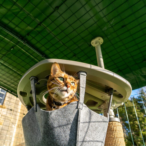 Chat dans un hamac sous une couverture résistante dans un parc de promenade