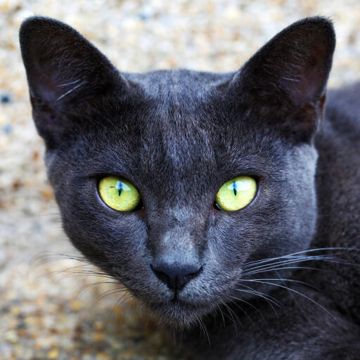 Un korat bleu avec des yeux jaunes brillants