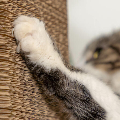 Griffoir pour chat un griffoir moderne en carton