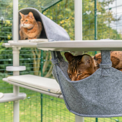 Des chats profitant du système d'arbre à chat extérieur Omlet Freestyle , l'un dort dans le hamac et l'autre est dans la tanière.