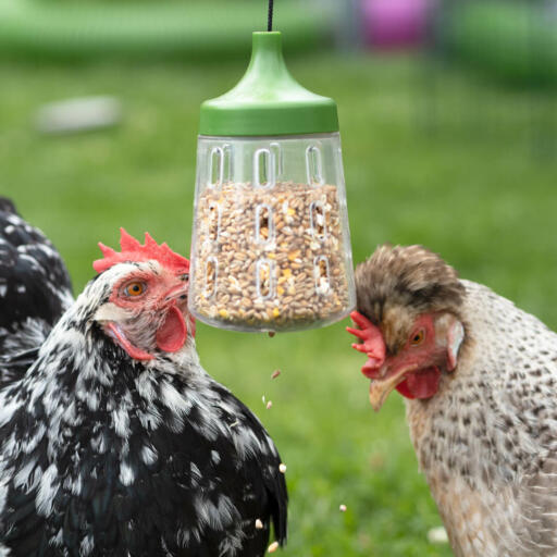 Jouet à picorer pour les poules