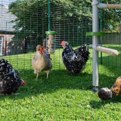 Poulets dans un poulailler avec Caddi support pour friandises suspendu à Poletree