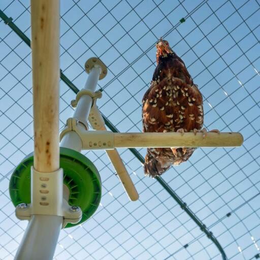 Plan en contre-plongée d'un poulet assis sur un perchoir de Poletree