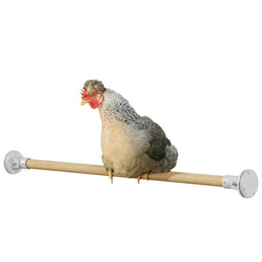 Poulet dans le Omlet perchoir en bois