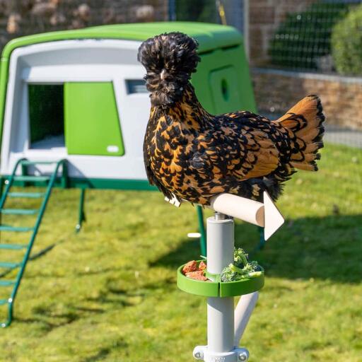 Poulets perchés dans le perchoir à poulets universel autoportant