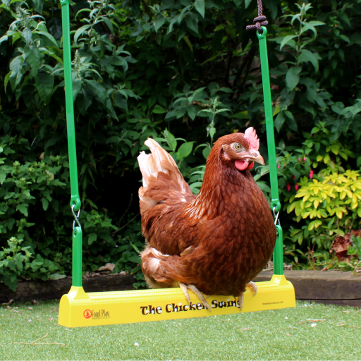 Une rangée de noix de gingembre sur le chicken swing