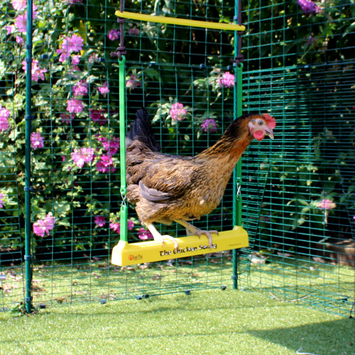 Un poulet assis sur la balançoire à poulets